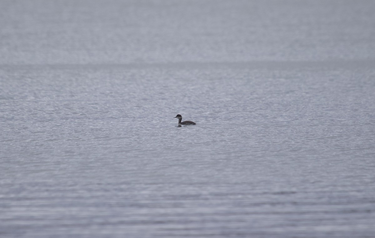 Schwarzhalstaucher - ML645070181