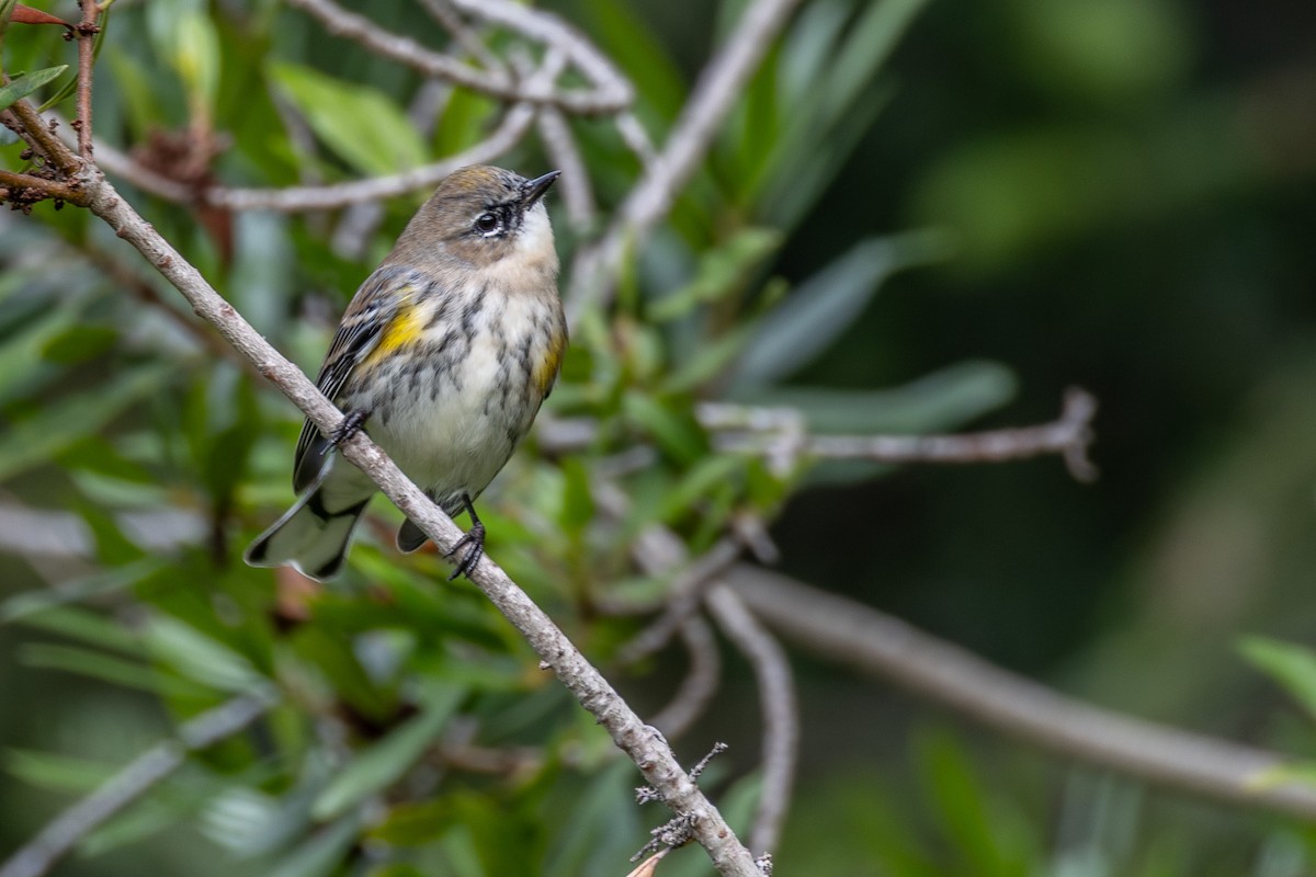 lesňáček žlutoskvrnný (ssp. auduboni) - ML645070188