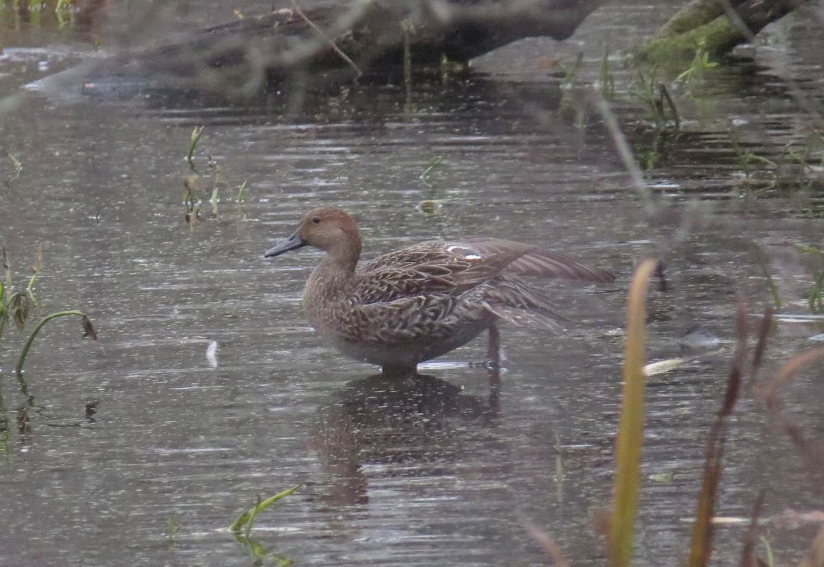 Codone - ML645070190