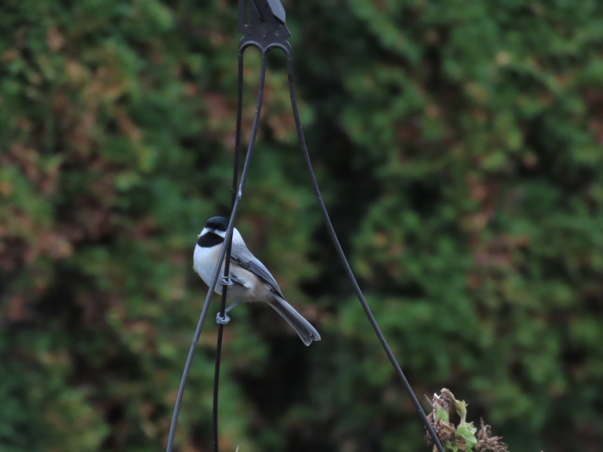 Каролинская гаичка - ML645070191