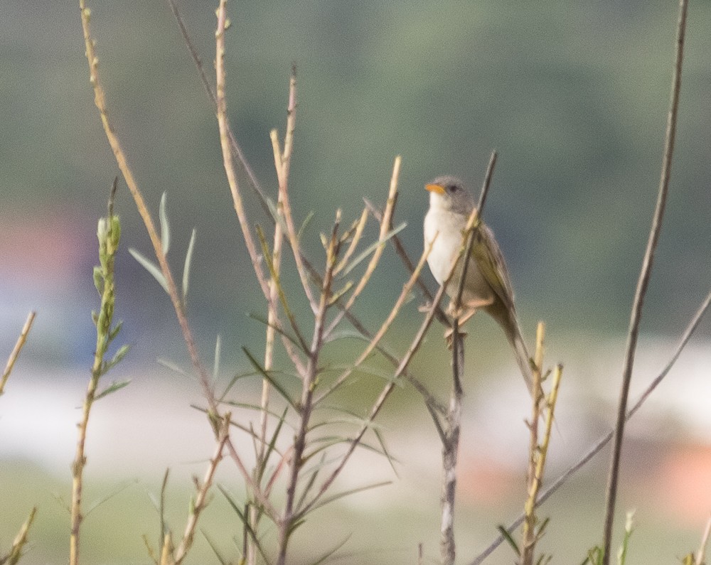 Wedge-tailed Grass-Finch - ML645070194