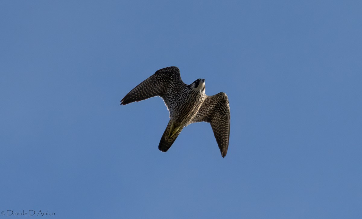 Peregrine Falcon - ML645070195