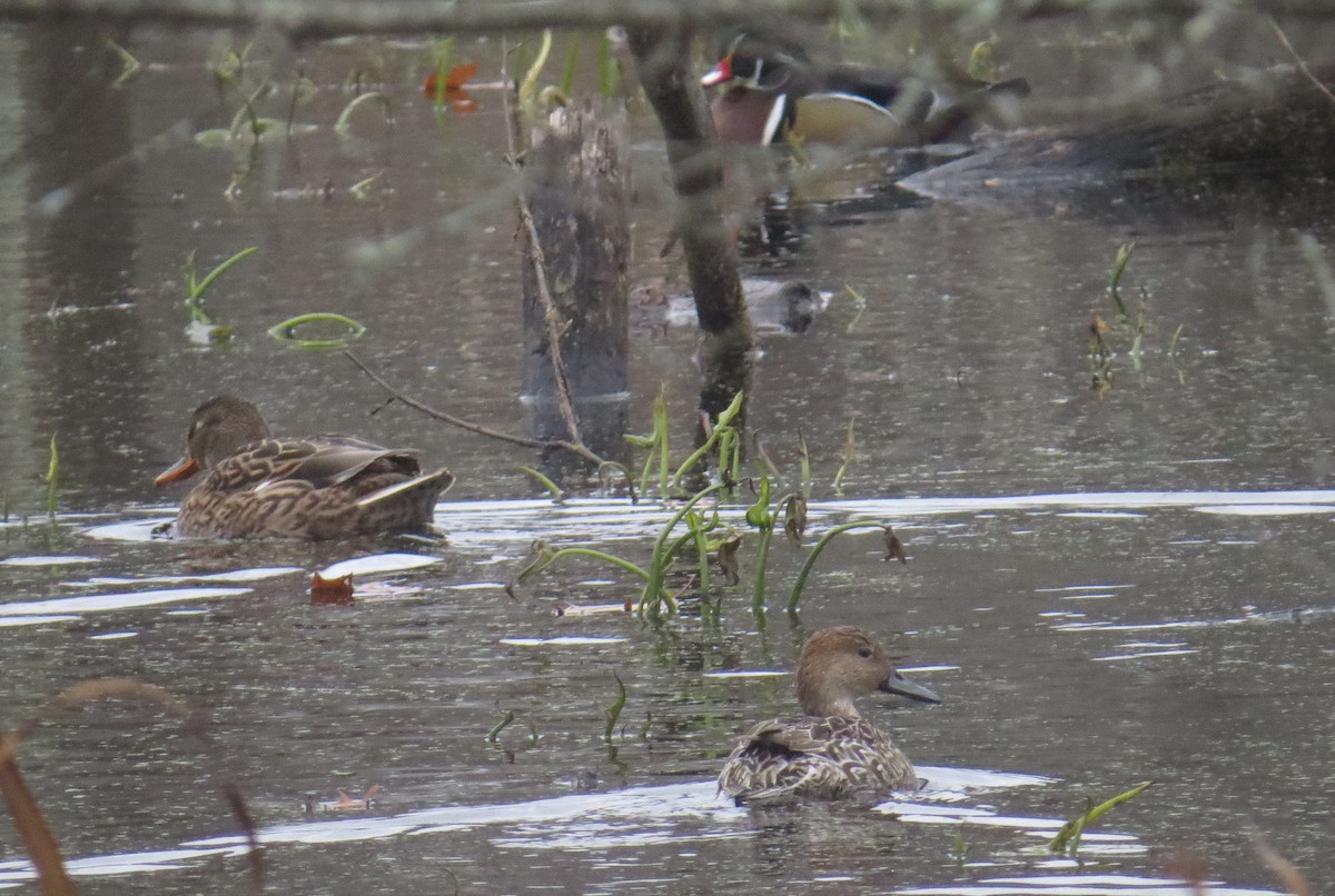 Codone - ML645070197