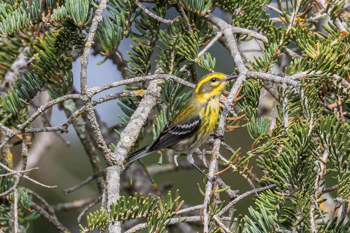 Townsend's Warbler - ML645070208
