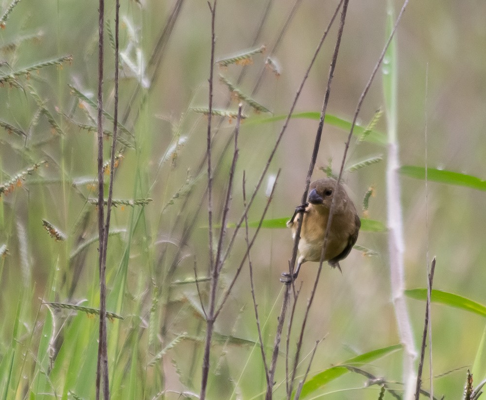 White-bellied Seedeater - ML645070210
