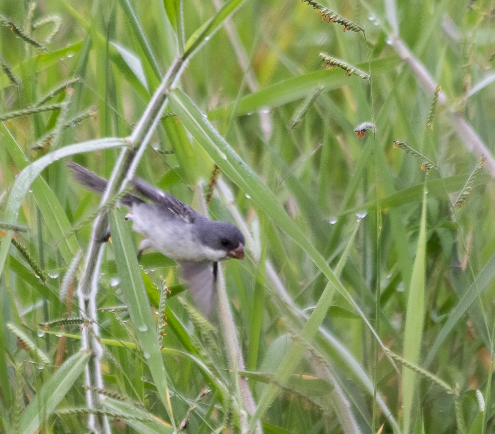 White-bellied Seedeater - ML645070211