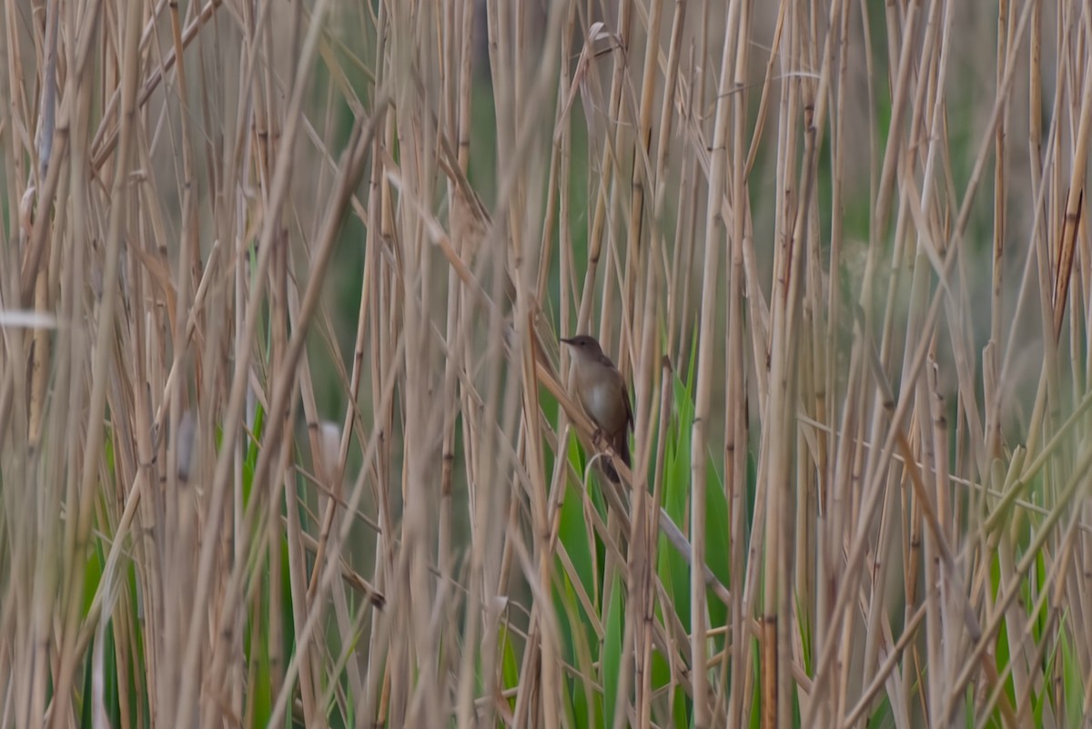 Savi's Warbler - ML645070214