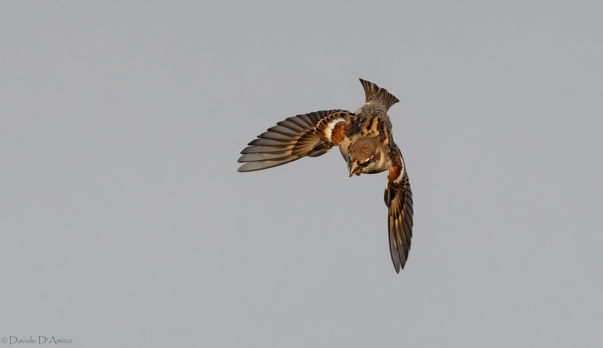 Italian Sparrow - ML645070220