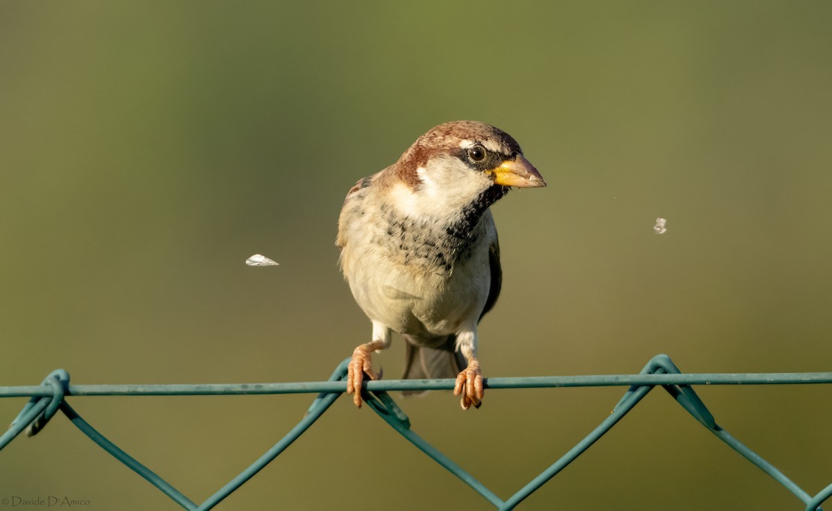 Italian Sparrow - ML645070221