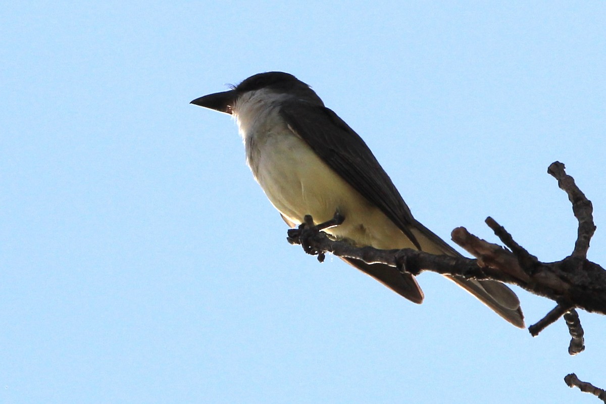 Thick-billed Kingbird - ML645070222