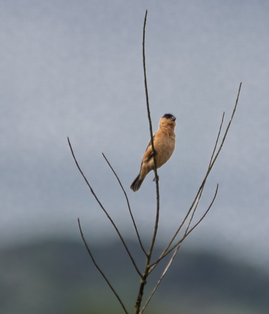 Copper Seedeater - ML645070224