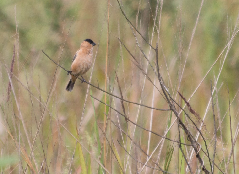 Copper Seedeater - ML645070225