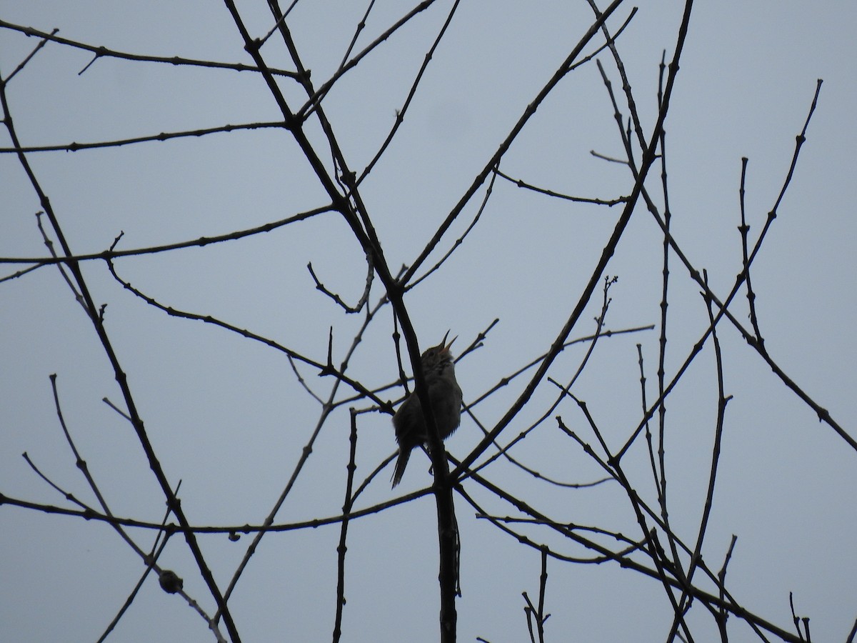Southern House Wren - ML645070237