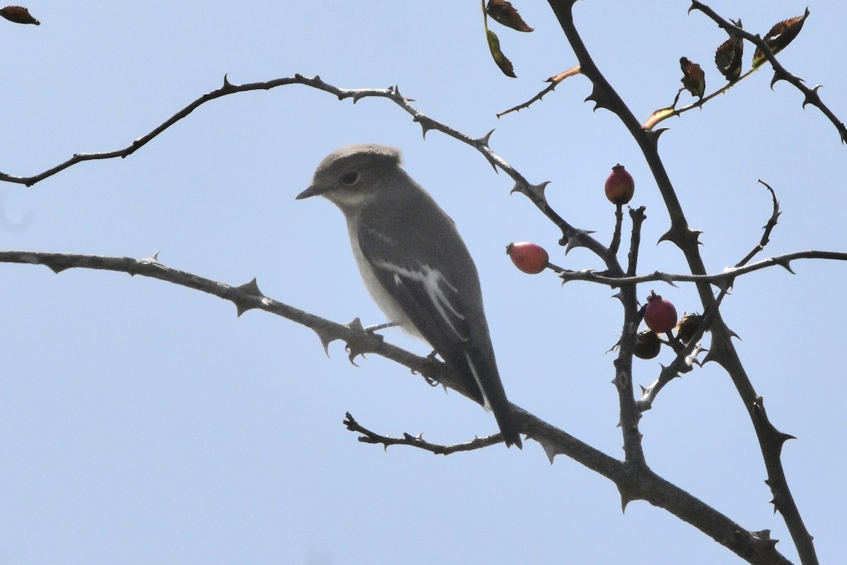 European Pied Flycatcher - ML645070246