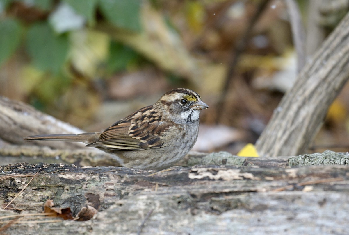 White-throated Sparrow - ML645070255