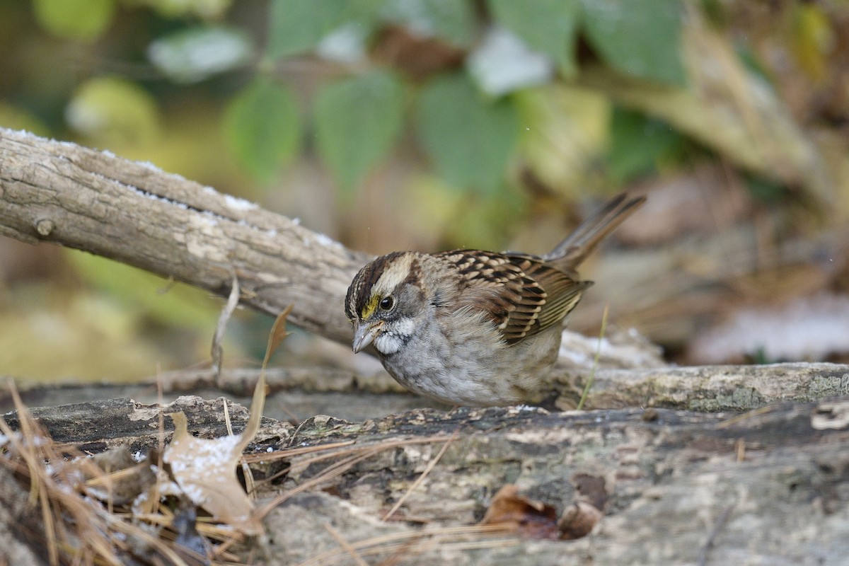 White-throated Sparrow - ML645070256