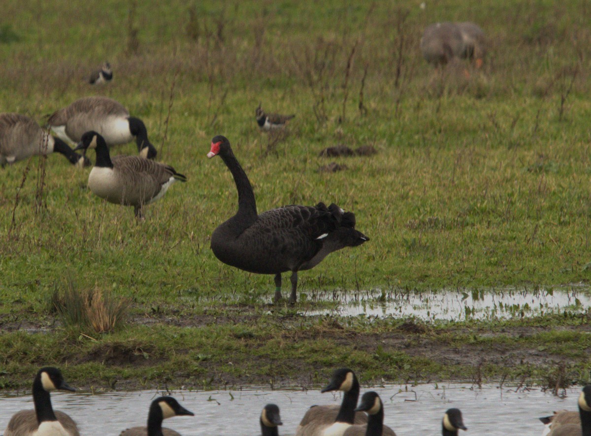 labuť černá - ML645070259