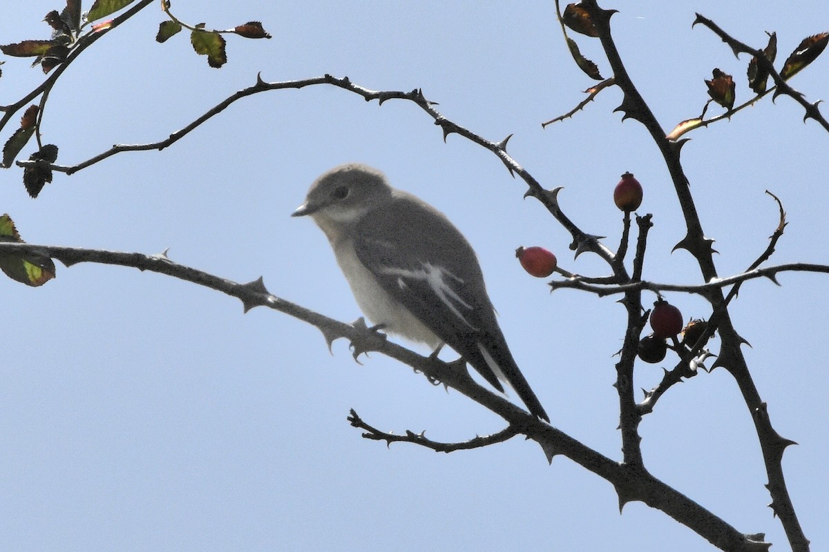 European Pied Flycatcher - ML645070265