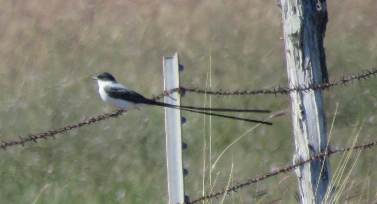 Fork-tailed Flycatcher (monachus) - ML645070272