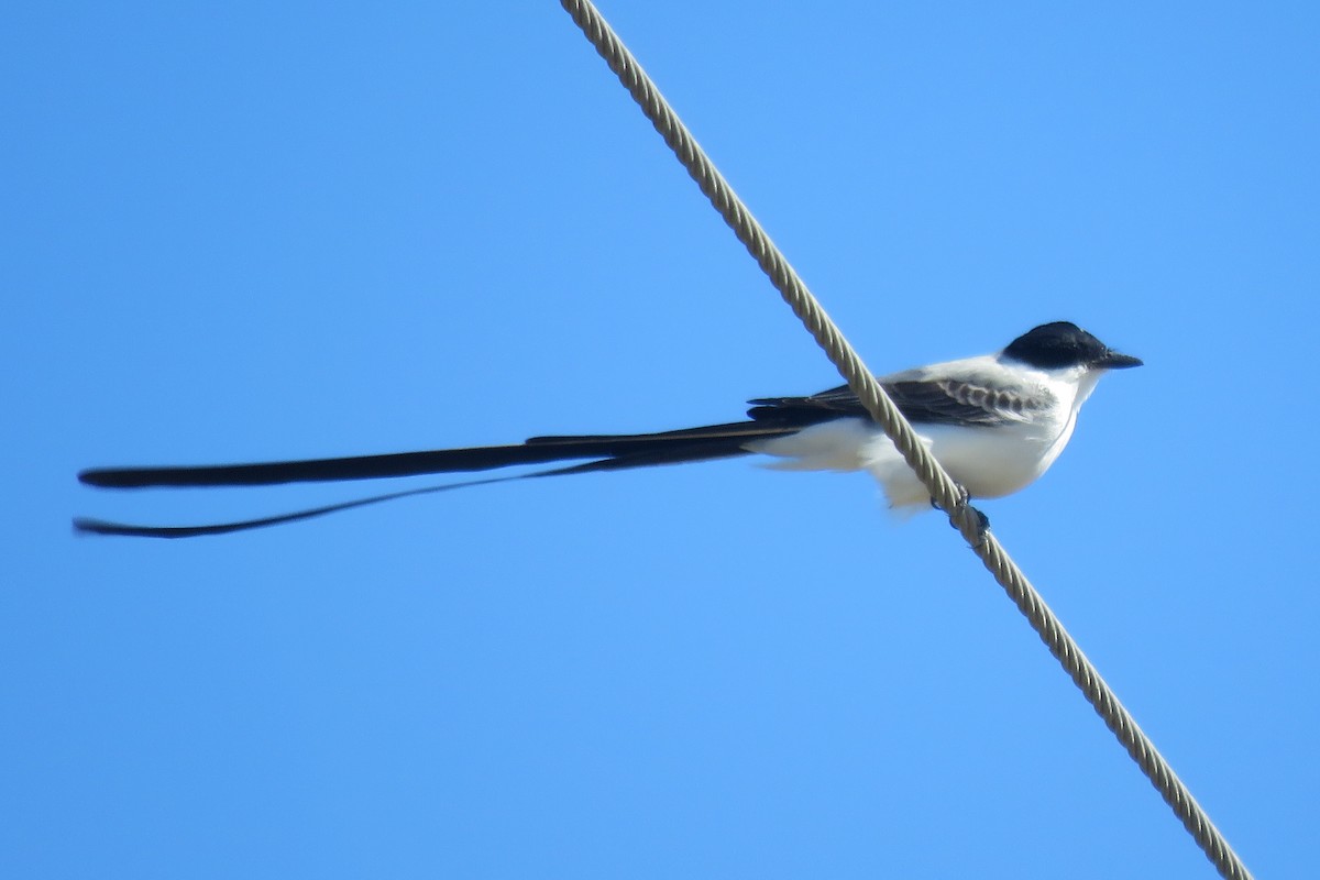 Fork-tailed Flycatcher (monachus) - ML645070274