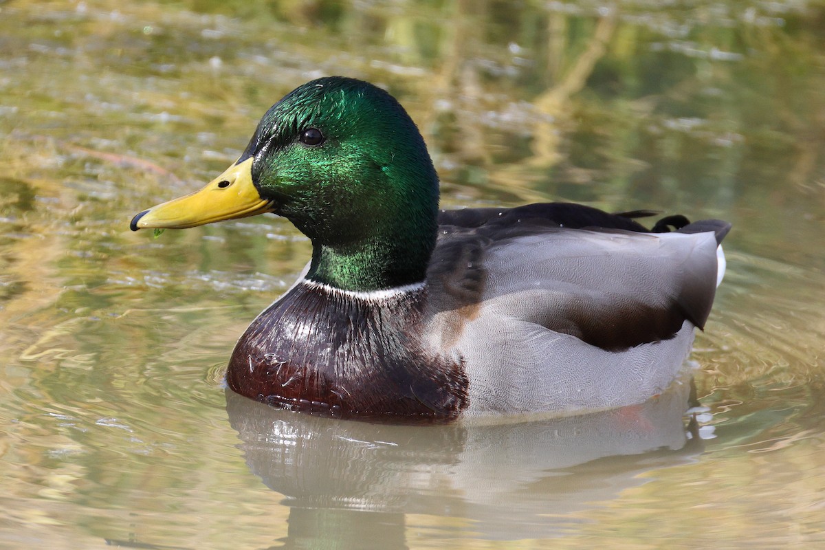 Mallard - ML645070275