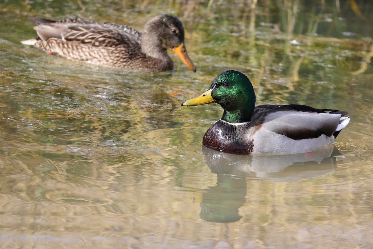 Mallard - ML645070276