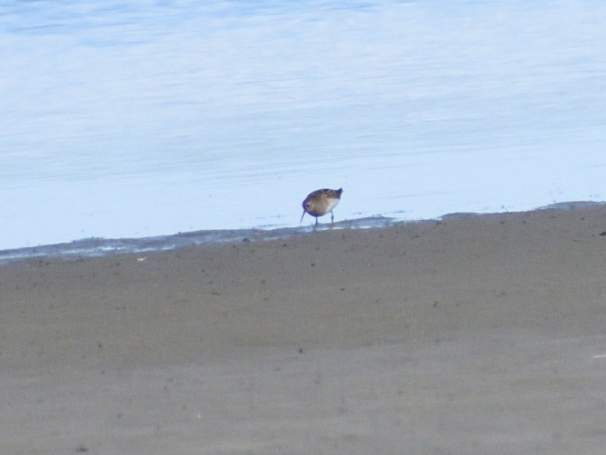 Çizgili Kumkuşu - ML645070282