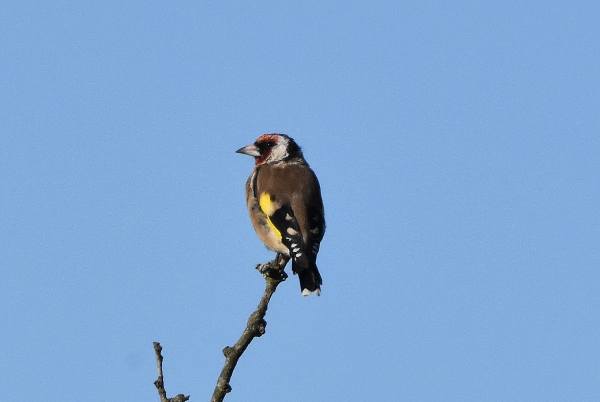 European Goldfinch - ML645070283