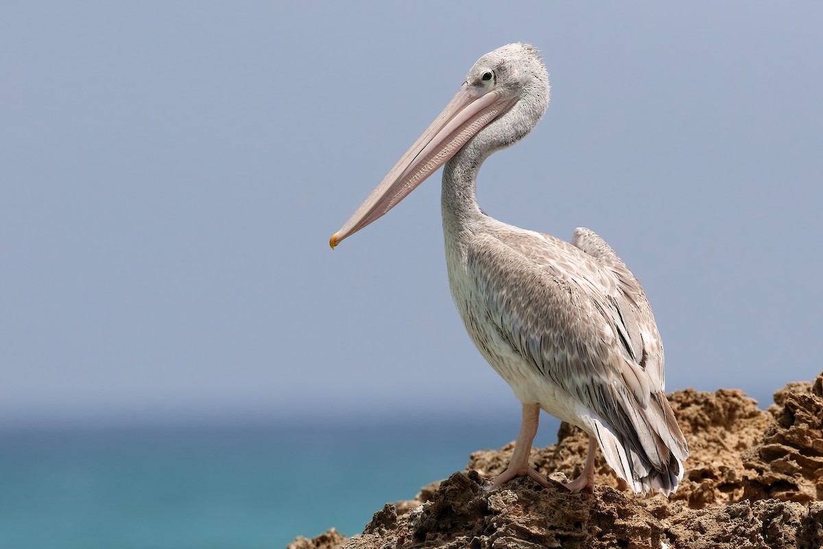 Розовоспинный пеликан - ML645070284