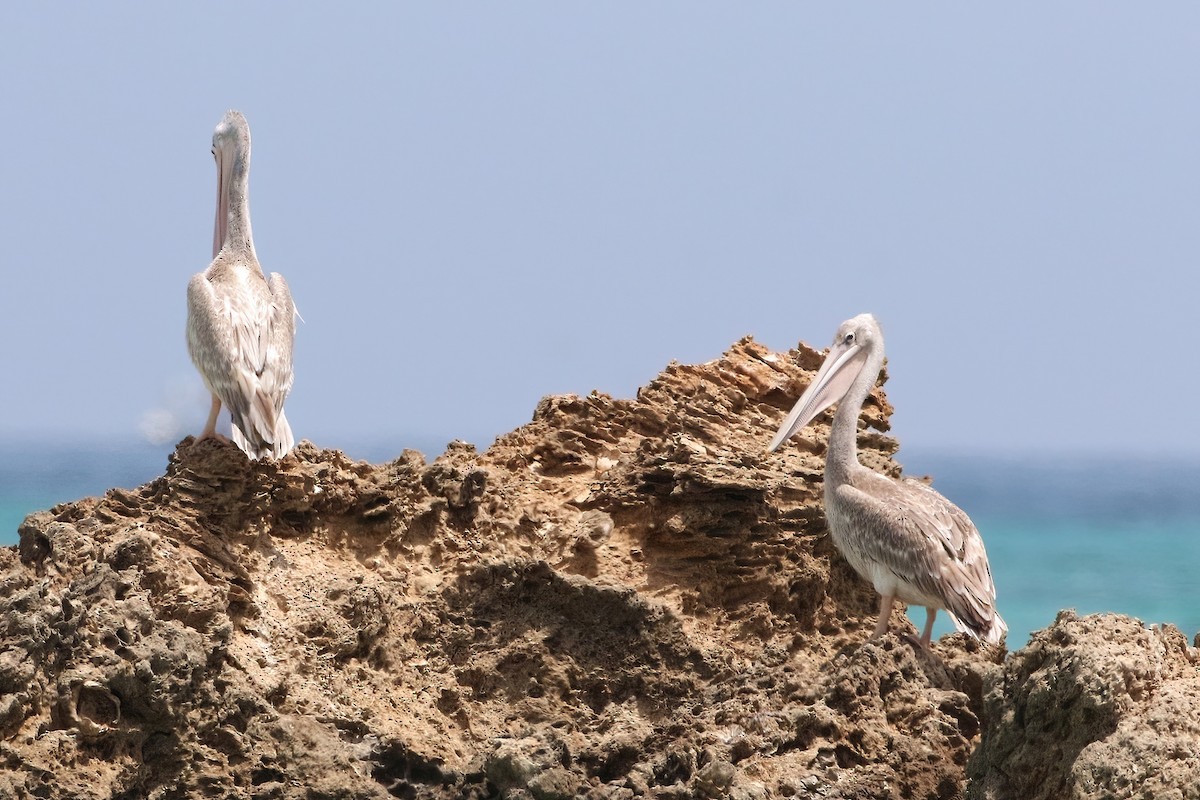 Розовоспинный пеликан - ML645070285