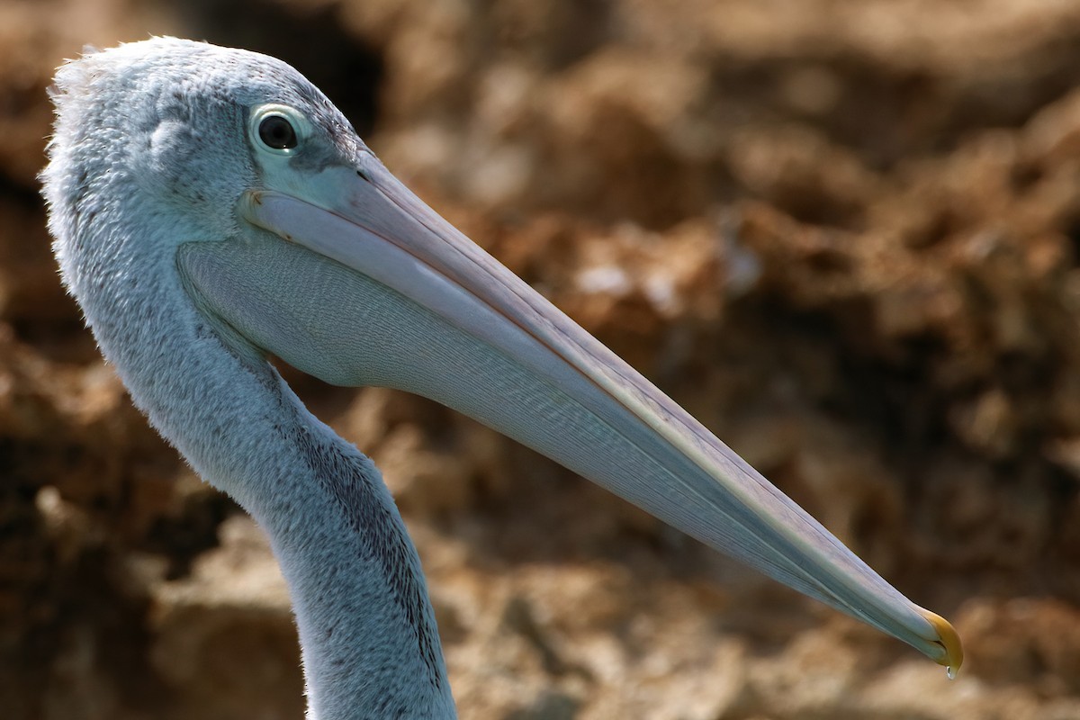 Розовоспинный пеликан - ML645070286