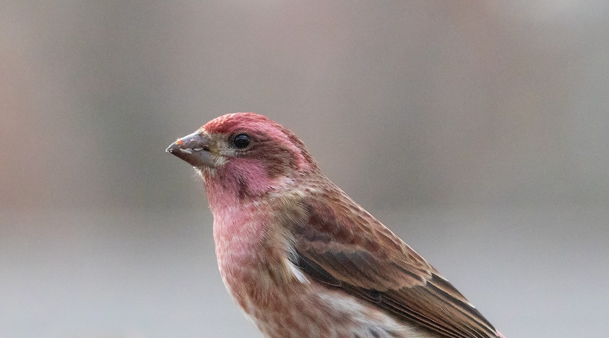 Purple Finch - ML645070301