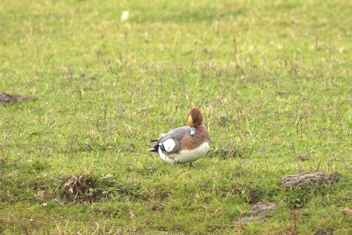 hvízdák eurasijský - ML645070303