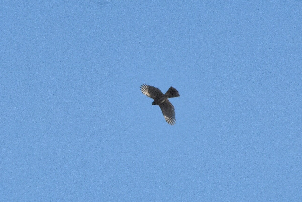 Eurasian Sparrowhawk - ML645070306