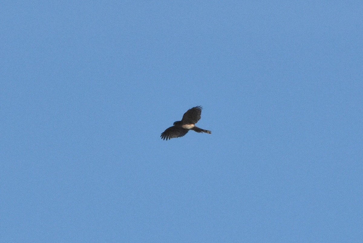 Eurasian Sparrowhawk - ML645070328