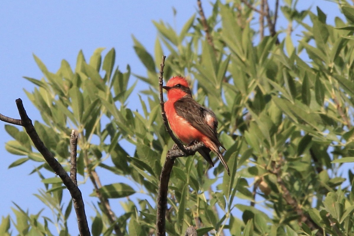 Vermilion Flycatcher - ML645070331