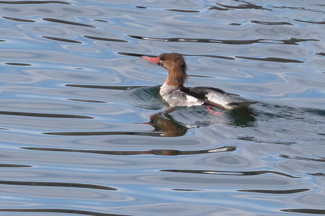 Common Merganser - ML645070335