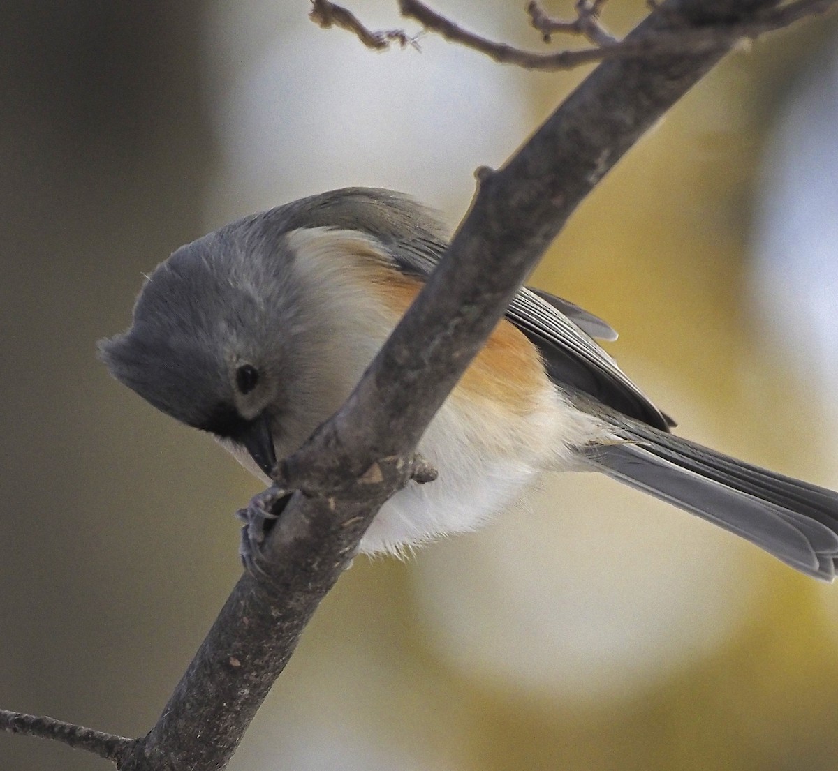 Tufted Titmouse - ML645070342