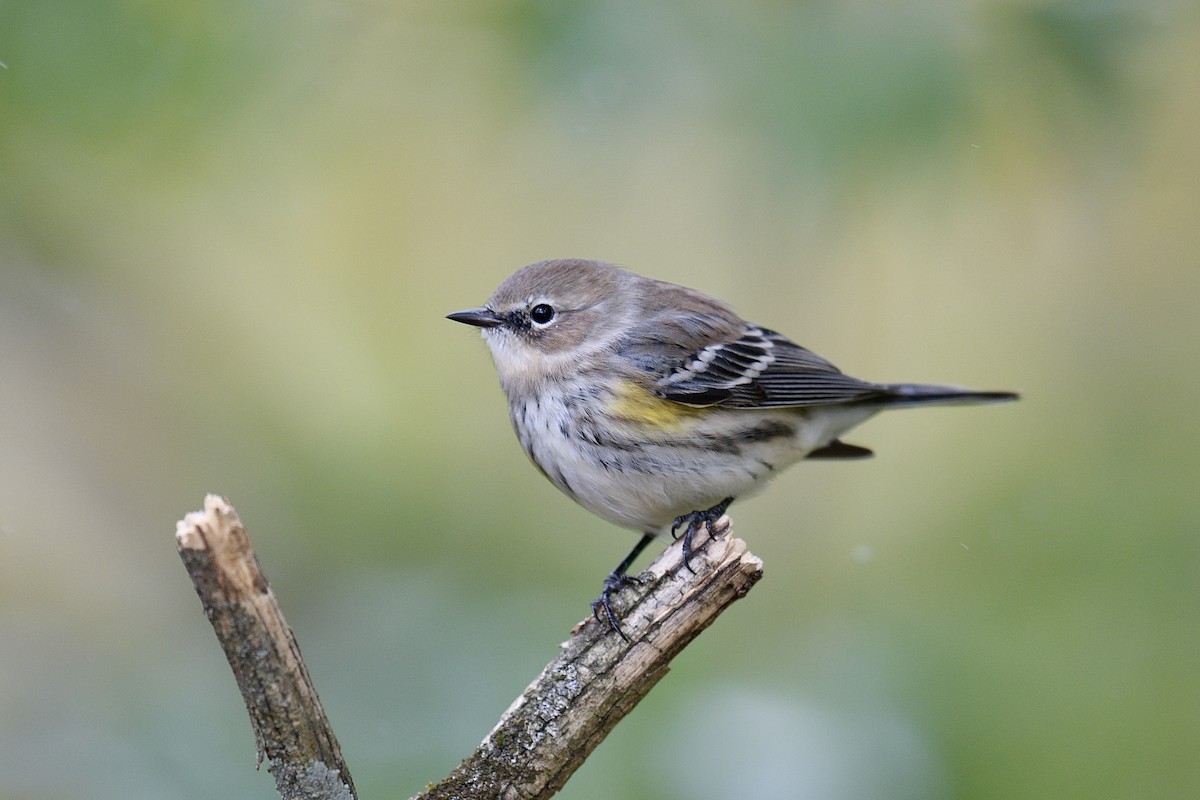 Yellow-rumped Warbler - ML645070344