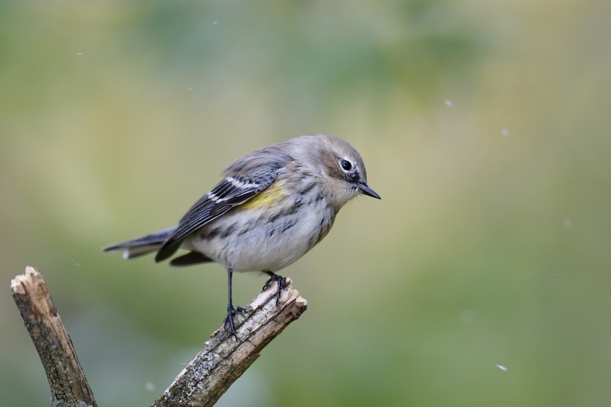 Yellow-rumped Warbler - ML645070345