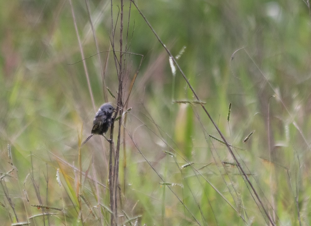 Black-bellied Seedeater - ML645070347