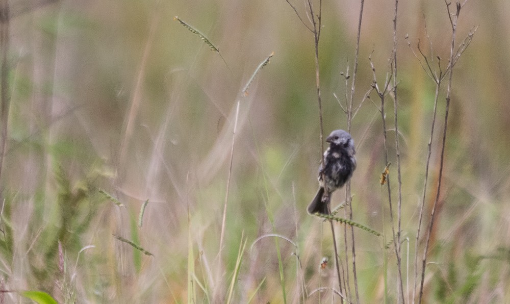 Black-bellied Seedeater - ML645070348
