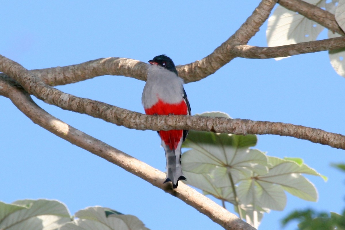 Cuban Trogon - ML645070351
