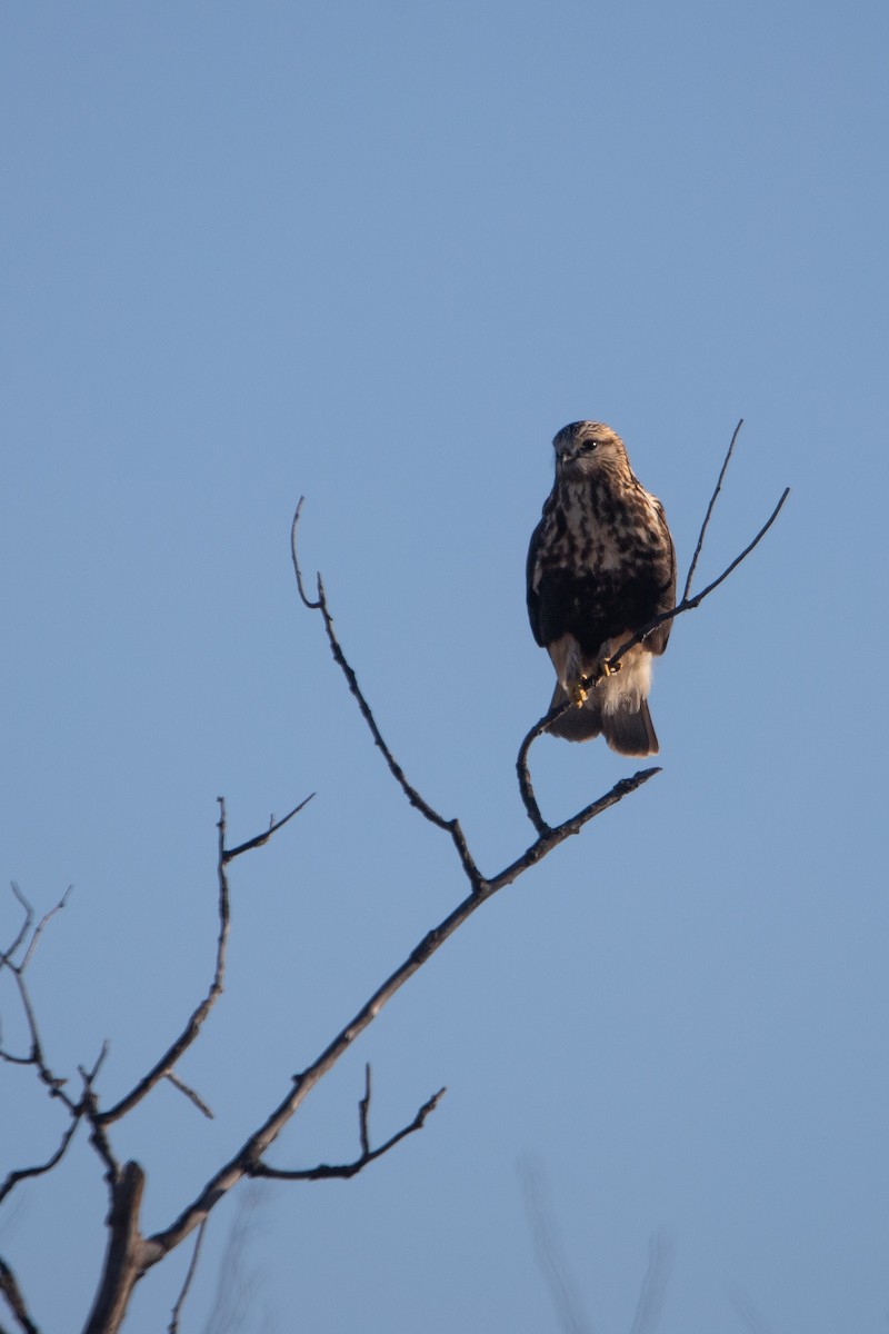 Rough-legged Hawk - ML645070354
