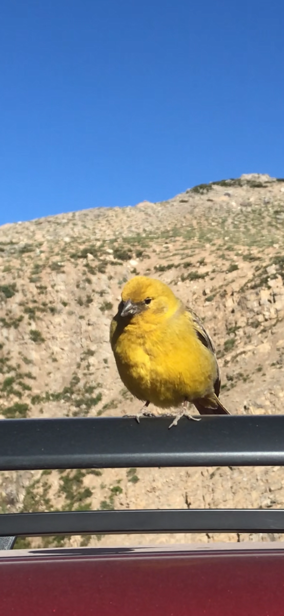 Greater Yellow-Finch - ML645070355