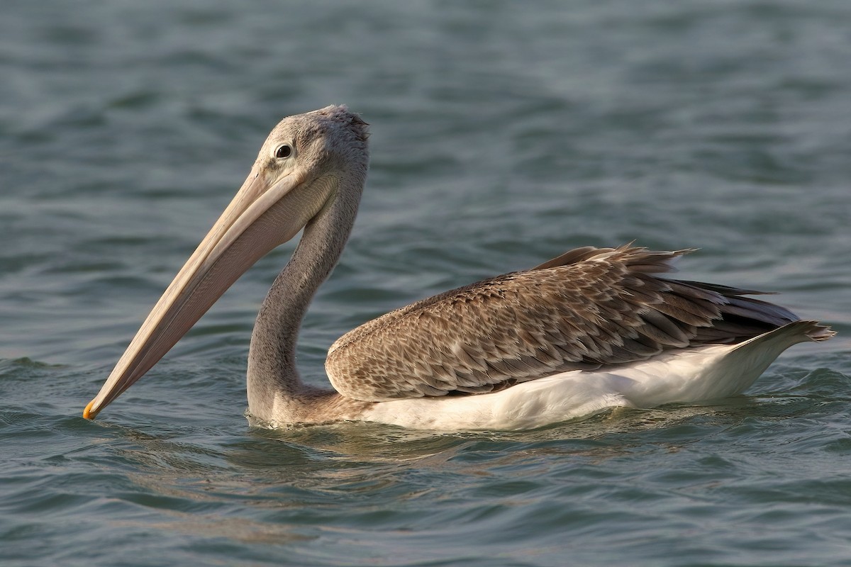 Розовоспинный пеликан - ML645070364