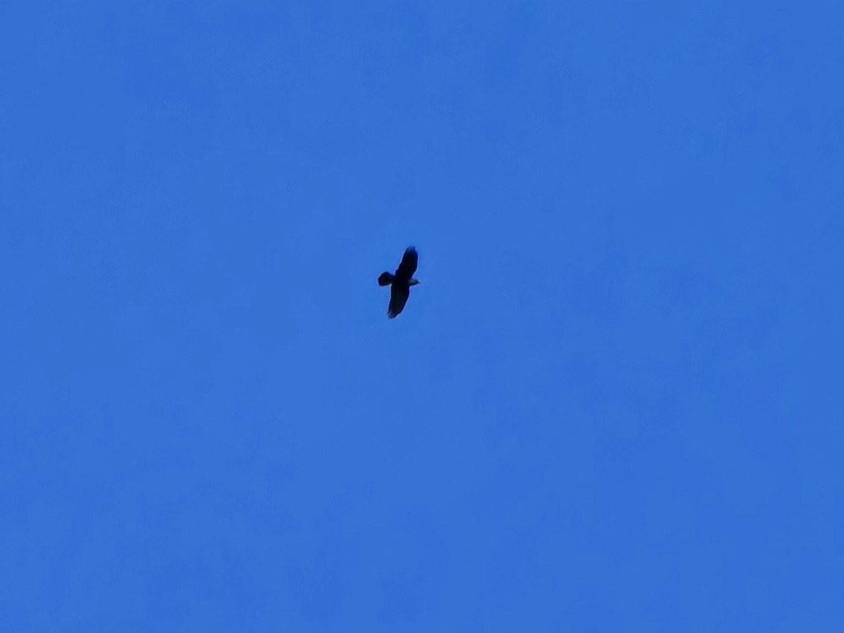 Common Raven - ML645070369