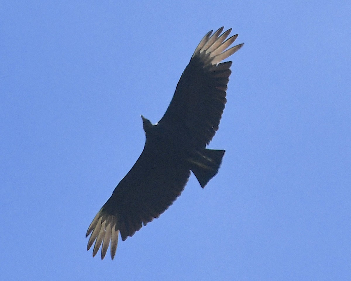 Black Vulture - ML645070405