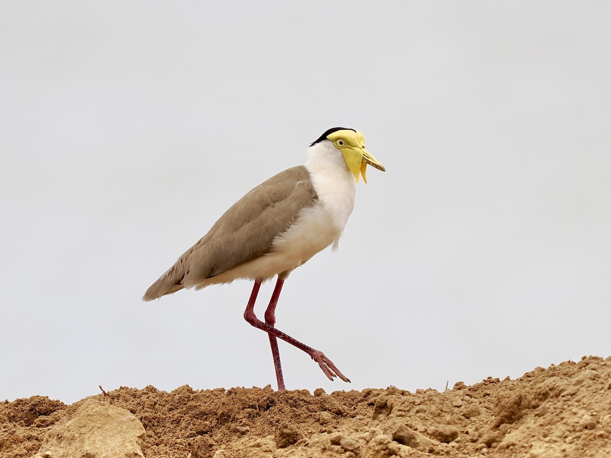 čejka australská - ML645070413