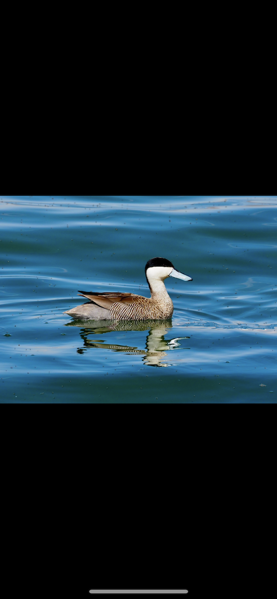 Puna Teal - ML645070415